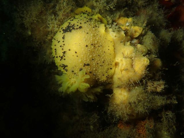 Dorid nudibranch consuming H. perlevis at Stearn's Wharf, Santa Barbara
