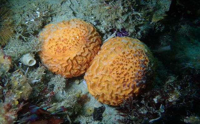 Tethya californiana at Santa Rosa Island