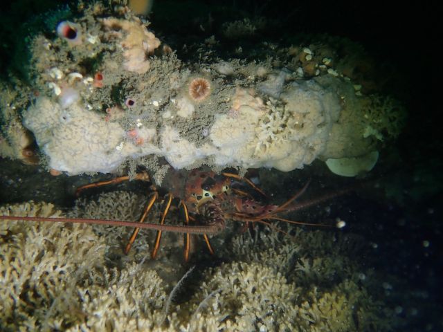 Scopalina jali at Elwood Reef