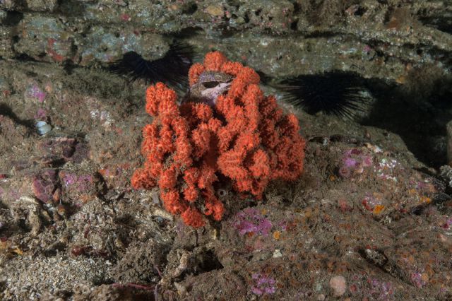 Cyamon neon. Photo by Mary Passage.